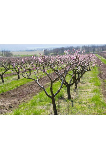 Дерево персика Сатурн: компактное, но высокопроизводительное.